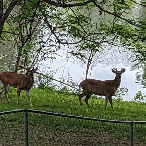 Zap & Zamโจ๐ฎ๐๐๐บ๐๐ซถ๐งฟ๐ฎ๐๐๐๐๐ก๐ซถ๐๐๐พ๐๐ฆ - Picture 15 of 17